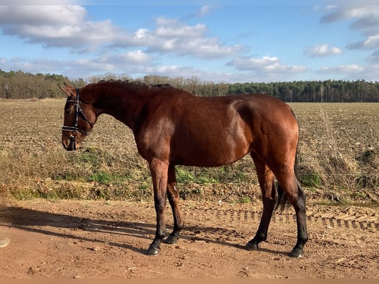 Koń oldenburski Klacz 4 lat 161 cm Gniada in Bismark (Altmark) OT Gr&#xE4;venitz