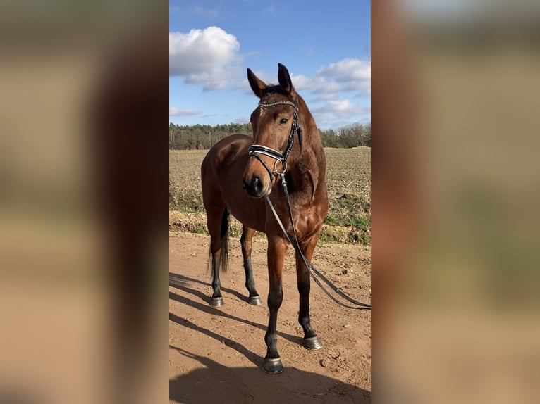 Koń oldenburski Klacz 4 lat 161 cm Gniada in Bismark (Altmark) OT Gr&#xE4;venitz