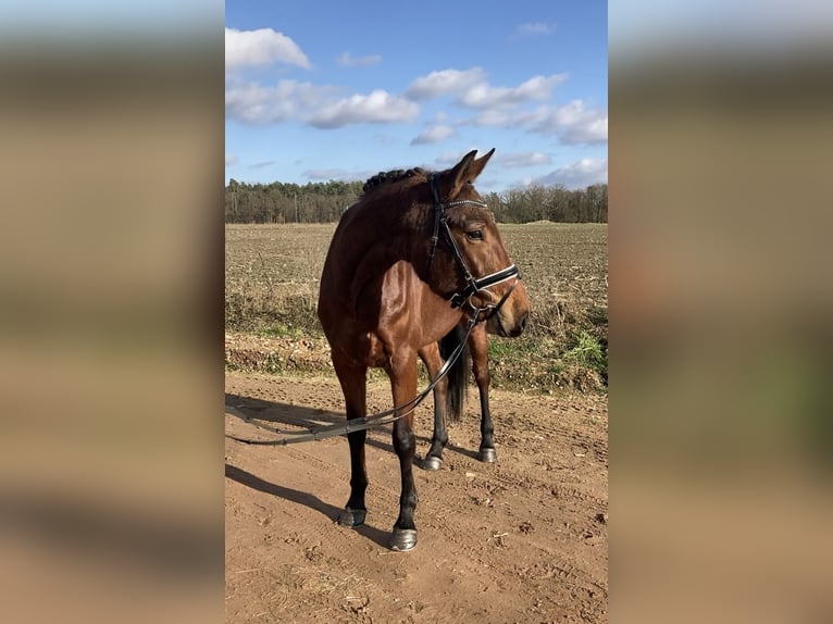 Koń oldenburski Klacz 4 lat 161 cm Gniada in Bismark (Altmark) OT Gr&#xE4;venitz