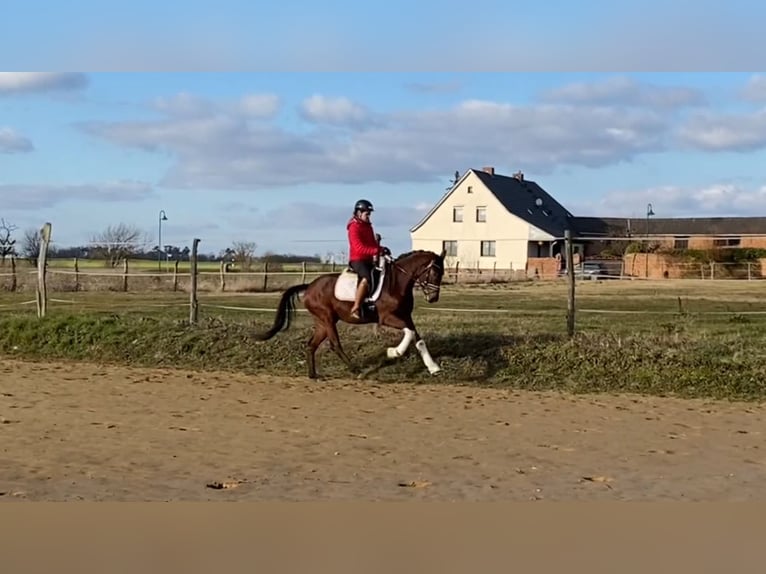 Koń oldenburski Klacz 4 lat 161 cm Gniada in Bismark (Altmark) OT Gr&#xE4;venitz