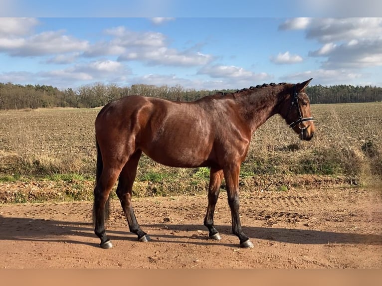 Koń oldenburski Klacz 4 lat 161 cm Gniada in Bismark (Altmark) OT Gr&#xE4;venitz