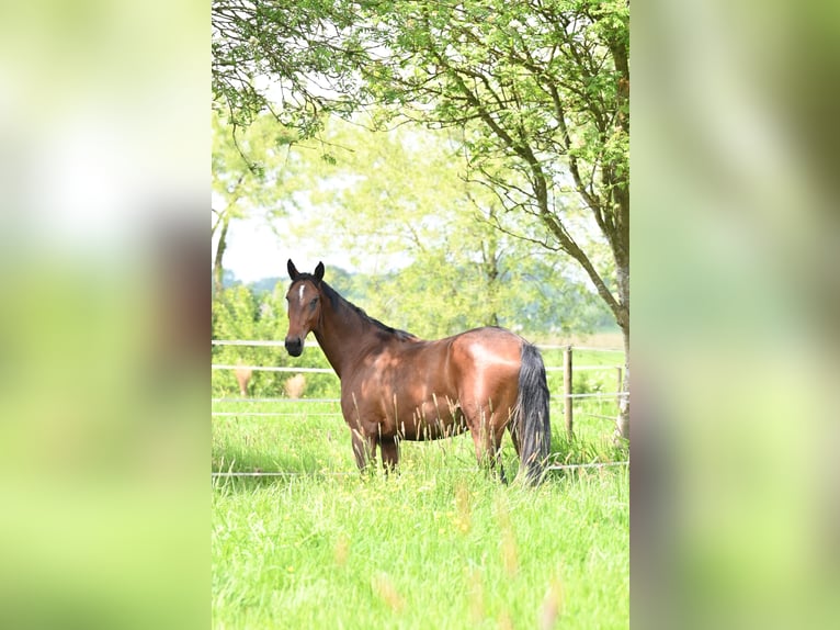 Koń oldenburski Mix Klacz 4 lat 161 cm Gniada in Ovelgönne