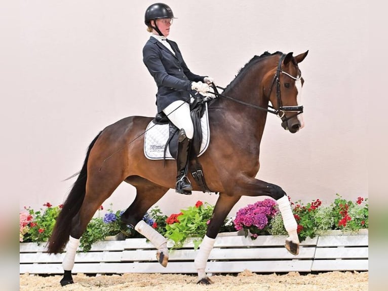 Koń oldenburski Klacz 4 lat 161 cm Gniada in Vechta