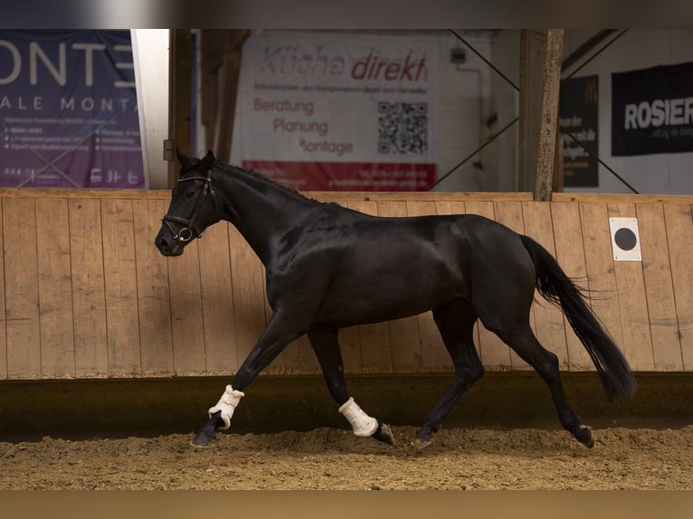 Koń oldenburski Klacz 4 lat 161 cm Kara in Lemgo