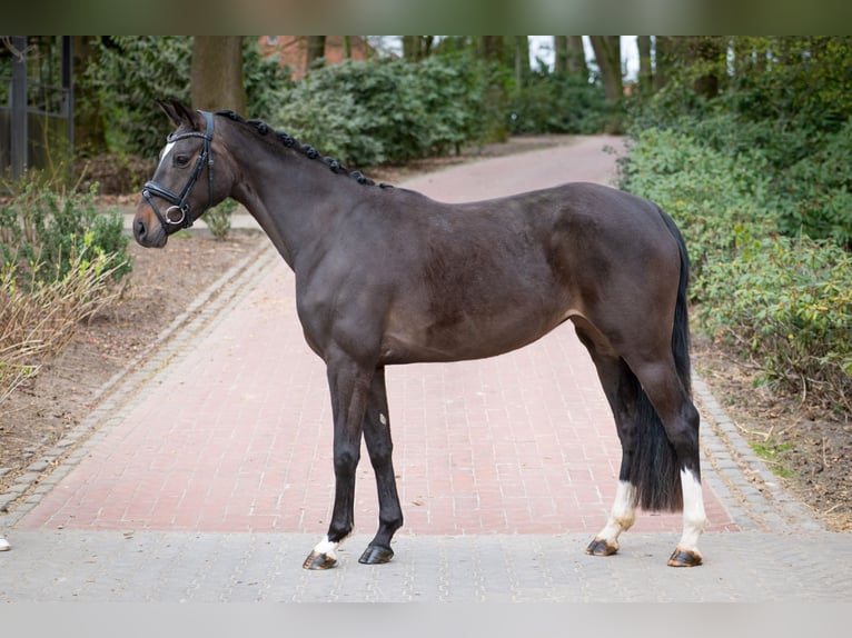 Koń oldenburski Klacz 4 lat 162 cm Ciemnogniada in Bramsche