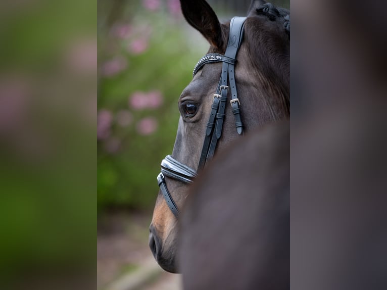 Koń oldenburski Klacz 4 lat 162 cm Ciemnogniada in Bramsche