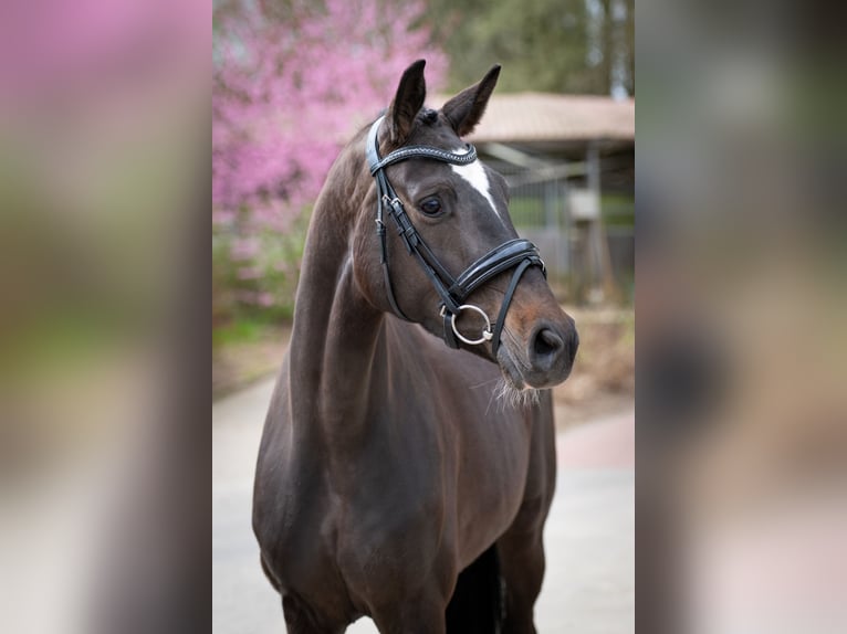 Koń oldenburski Klacz 4 lat 162 cm Ciemnogniada in Bramsche