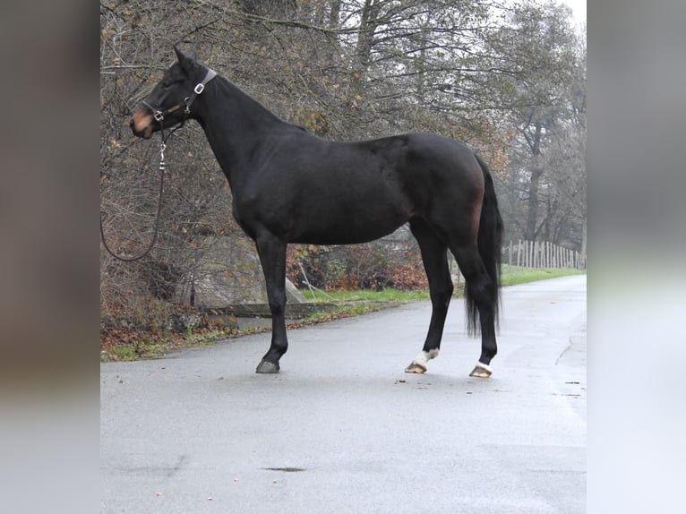 Koń oldenburski Klacz 4 lat 162 cm Ciemnogniada in Verl