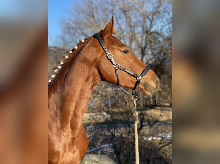 Koń oldenburski Klacz 4 lat 162 cm Ciemnokasztanowata in Kiefersfelden