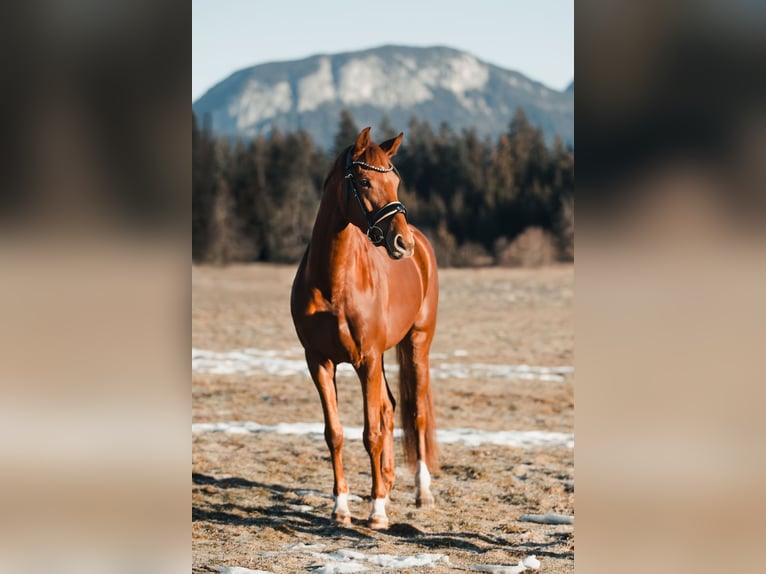 Koń oldenburski Klacz 4 lat 162 cm Ciemnokasztanowata in Kiefersfelden