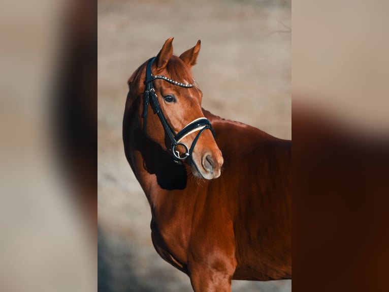 Koń oldenburski Klacz 4 lat 162 cm Ciemnokasztanowata in Kiefersfelden