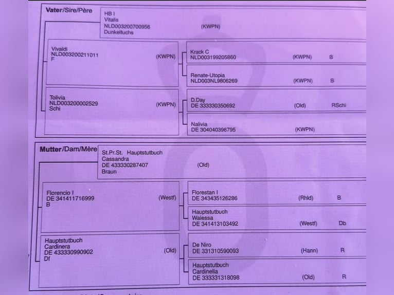 Koń oldenburski Klacz 4 lat 162 cm Ciemnokasztanowata in Kiefersfelden