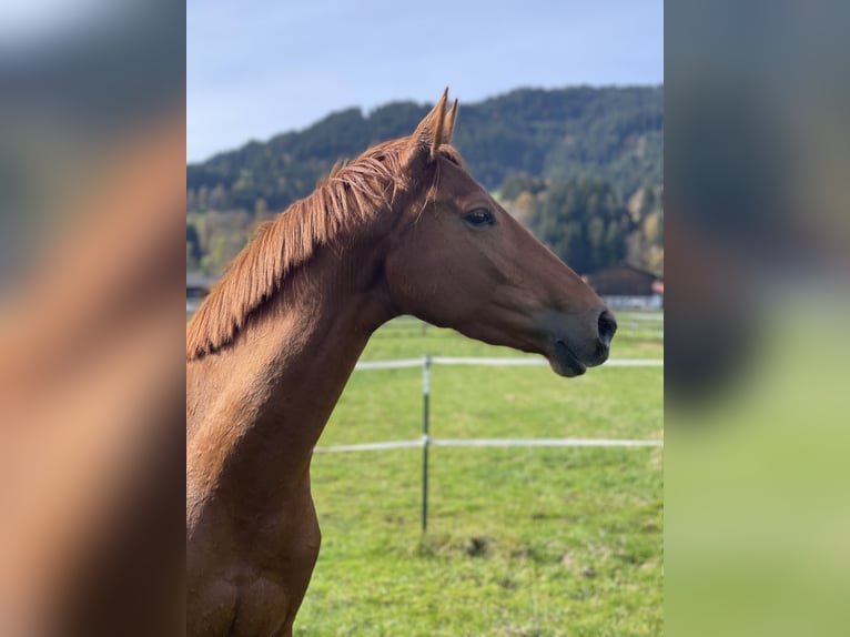 Koń oldenburski Klacz 4 lat 162 cm Ciemnokasztanowata in Kiefersfelden