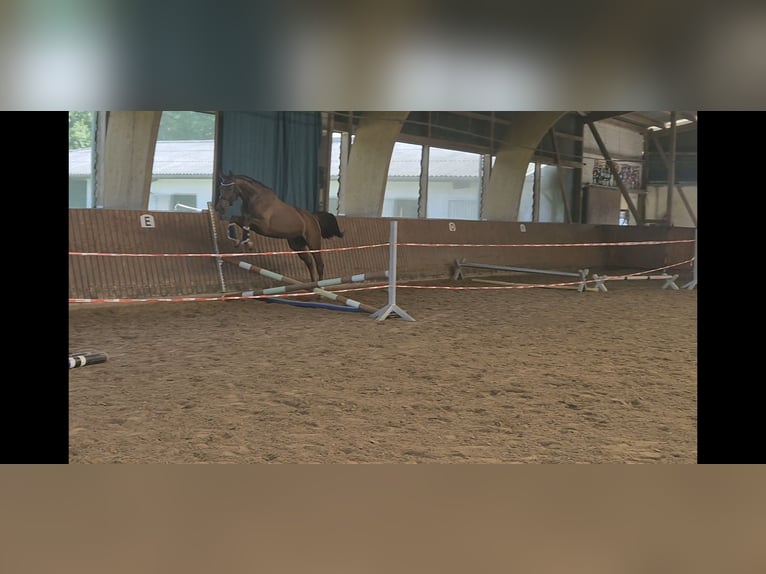 Koń oldenburski Klacz 4 lat 162 cm Ciemnokasztanowata in Schmilau