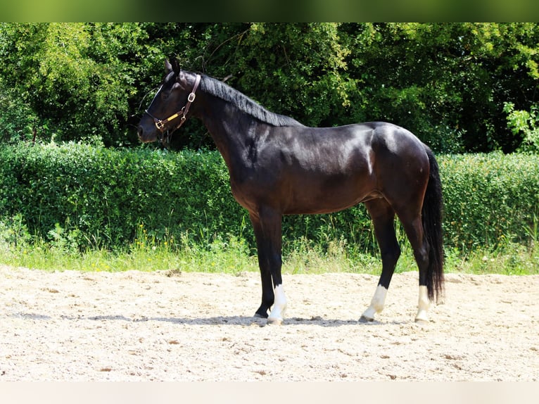 Koń oldenburski Klacz 4 lat 162 cm Kara in Roßdorf