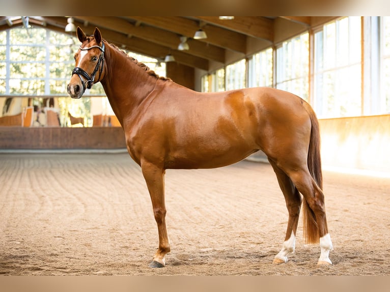 Koń oldenburski Klacz 4 lat 162 cm Kasztanowata in Lautertal