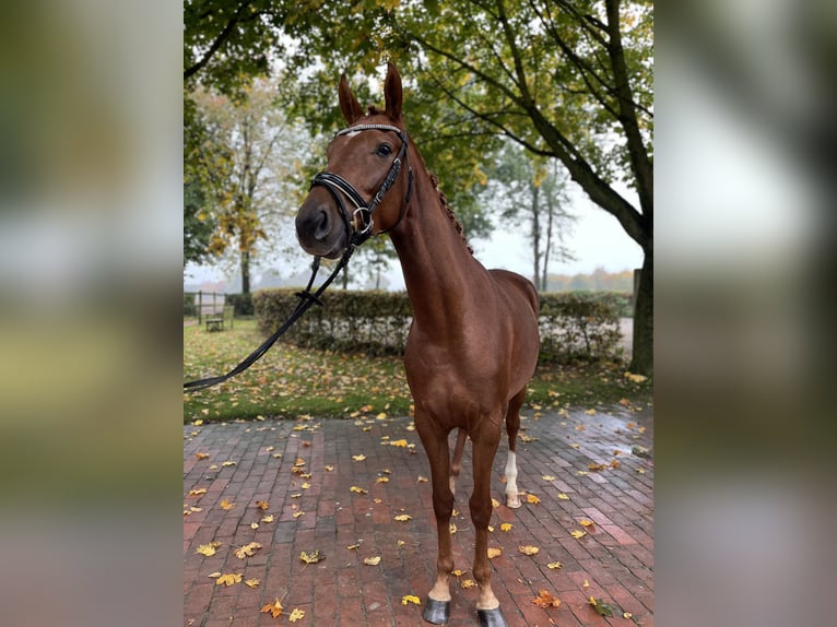 Koń oldenburski Klacz 4 lat 162 cm in Visbek