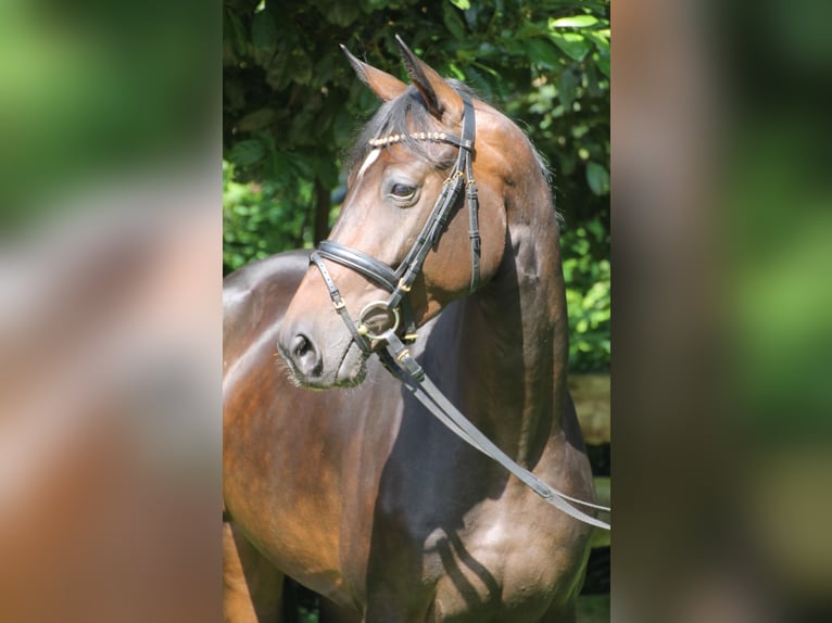 Koń oldenburski Klacz 4 lat 163 cm Ciemnogniada in Bad Bentheim