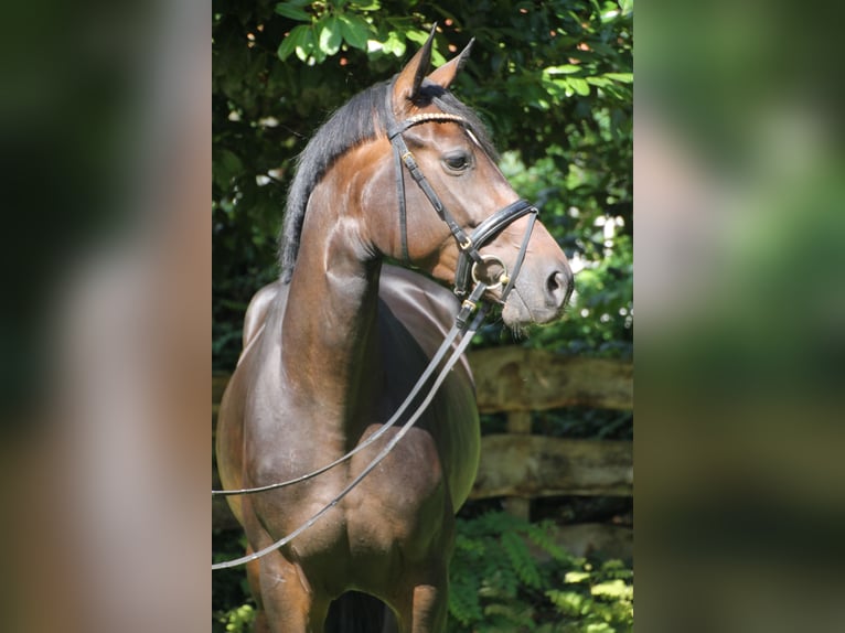 Koń oldenburski Klacz 4 lat 163 cm Ciemnogniada in Bad Bentheim