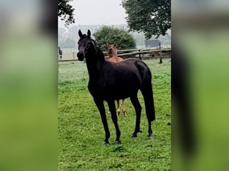 Koń oldenburski Klacz 4 lat 163 cm Ciemnogniada in Emstek/Halen