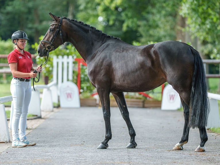 Koń oldenburski Klacz 4 lat 163 cm Ciemnogniada in Münster