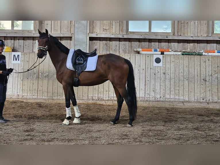 Koń oldenburski Klacz 4 lat 163 cm Gniada in Sankt Wolfgang