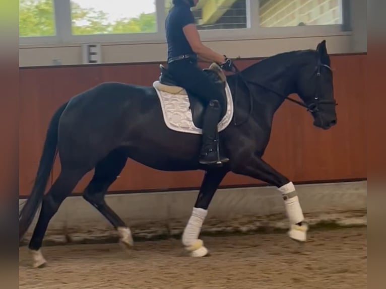 Koń oldenburski Klacz 4 lat 163 cm Kara in Berne