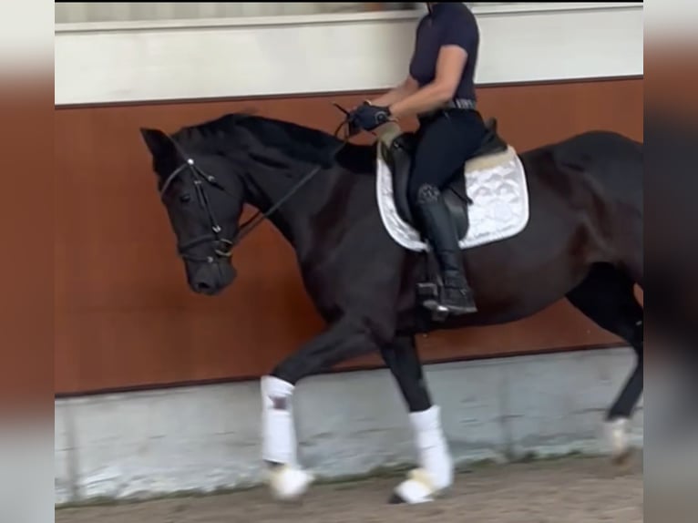 Koń oldenburski Klacz 4 lat 163 cm Kara in Berne