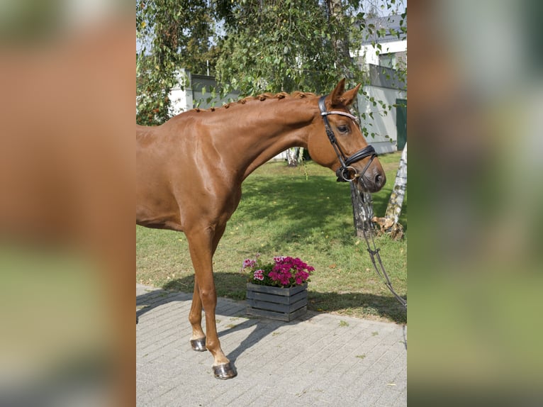 Koń oldenburski Klacz 4 lat 163 cm Kasztanowata in Groß Kreutz