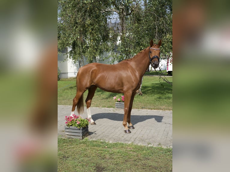 Koń oldenburski Klacz 4 lat 163 cm Kasztanowata in Groß Kreutz