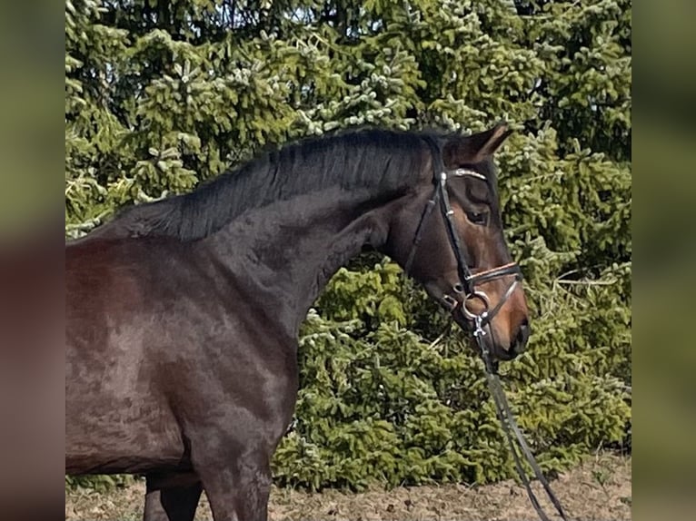 Koń oldenburski Klacz 4 lat 164 cm Gniada in Drackenstein