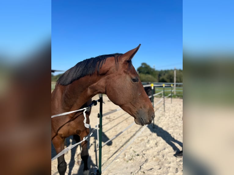 Koń oldenburski Klacz 4 lat 164 cm Gniada in Isenb&#xFC;ttel