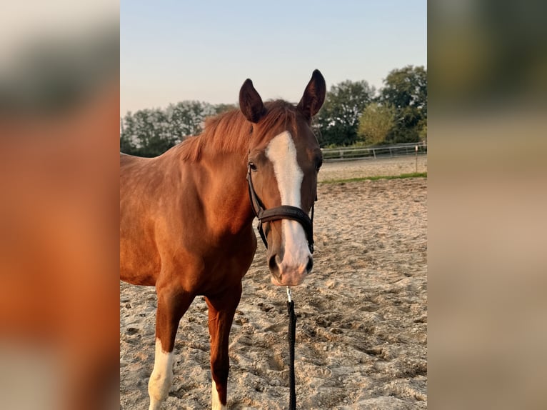 Koń oldenburski Klacz 4 lat 164 cm Kasztanowata in Hamburg Osdorf