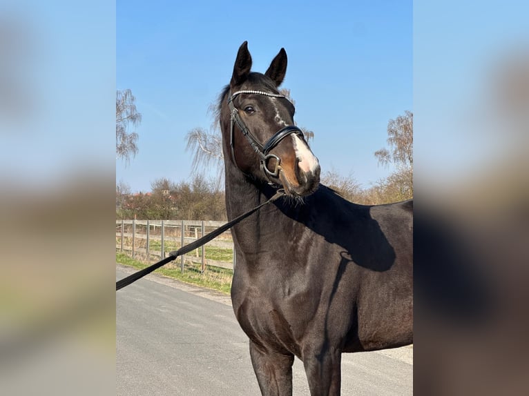 Koń oldenburski Klacz 4 lat 165 cm Ciemnogniada in Hildesheim