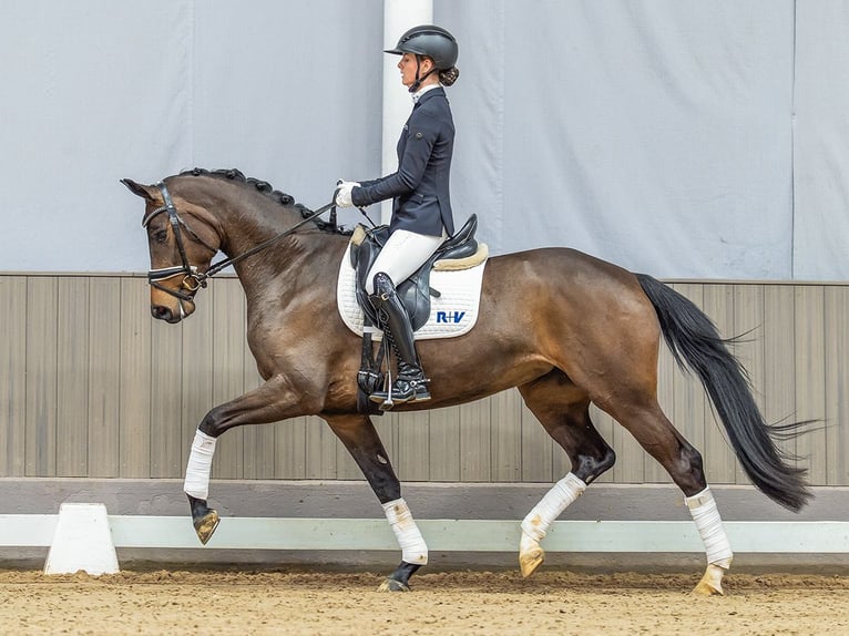 Koń oldenburski Klacz 4 lat 165 cm Ciemnogniada in Münster-Handorf