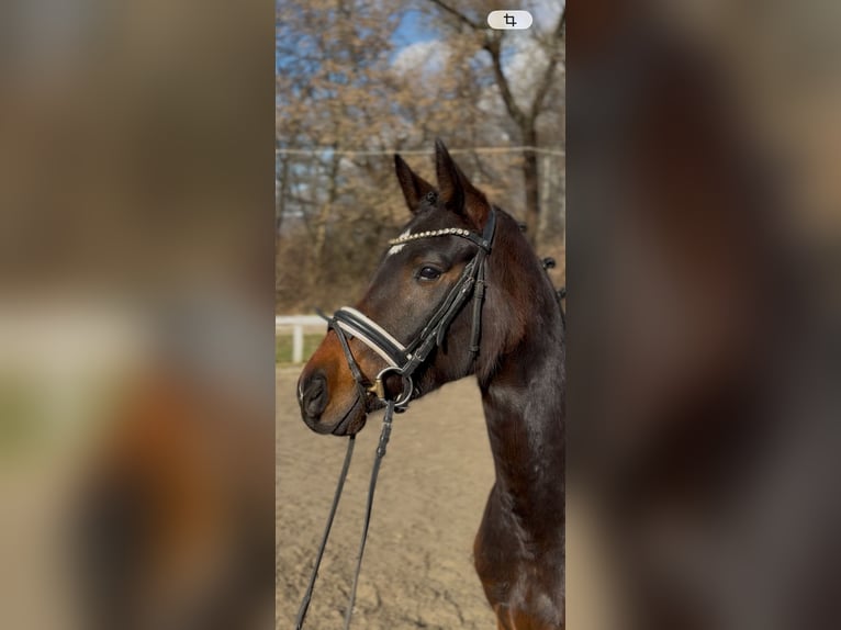 Koń oldenburski Klacz 4 lat 165 cm Ciemnogniada in ZSÁMBÉK