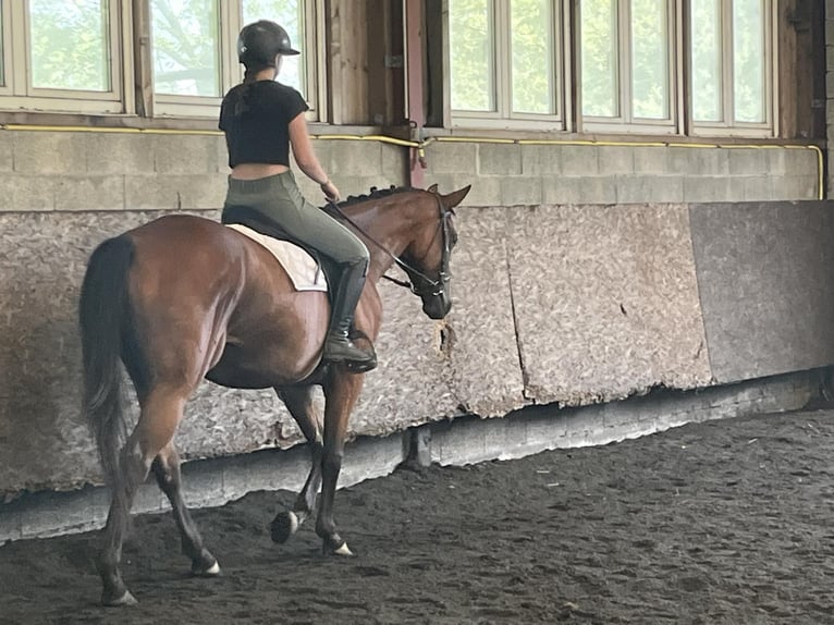 Koń oldenburski Klacz 4 lat 165 cm Ciemnogniada in Montreux-Jeune