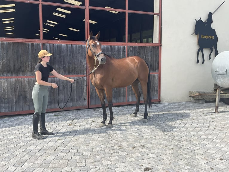 Koń oldenburski Klacz 4 lat 165 cm Ciemnogniada in Montreux-Jeune