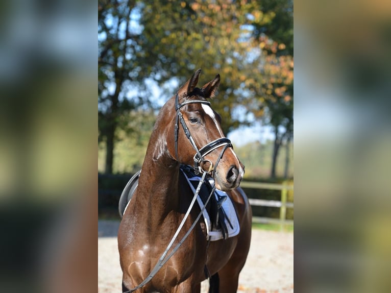 Koń oldenburski Klacz 4 lat 165 cm Gniada in Visbek