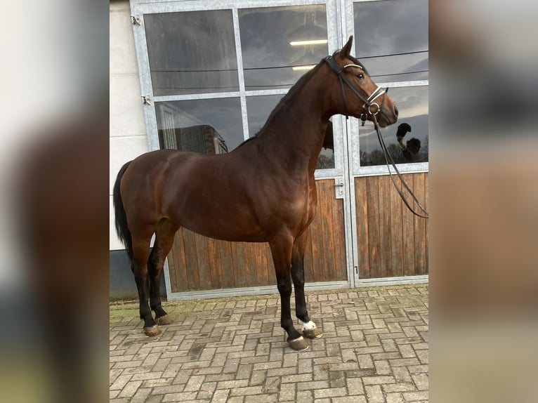 Koń oldenburski Klacz 4 lat 165 cm Gniada in Mönchengladbach