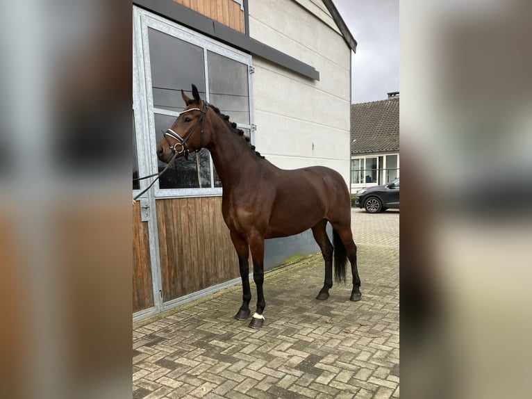 Koń oldenburski Klacz 4 lat 165 cm Gniada in Mönchengladbach