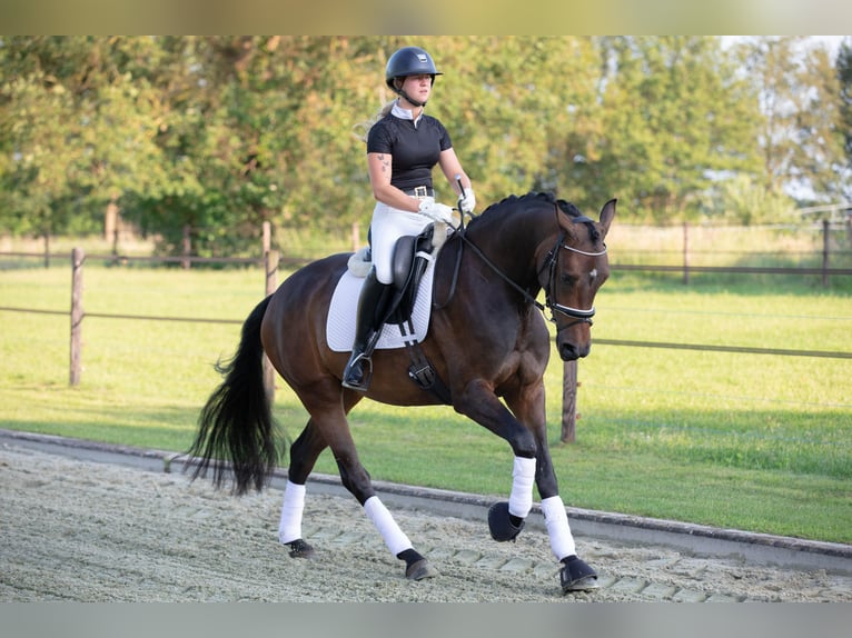 Koń oldenburski Klacz 4 lat 165 cm Gniada in Sellingen
