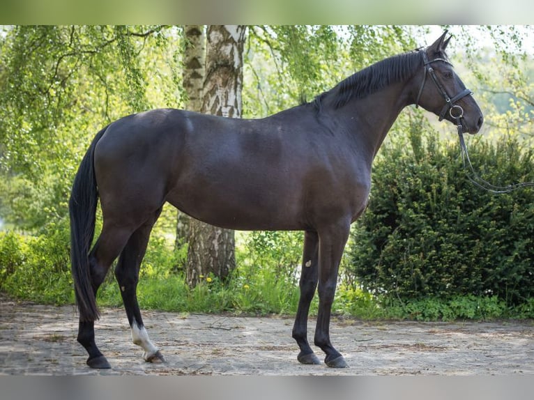 Koń oldenburski Klacz 4 lat 165 cm Kara in Homberg (Ohm)