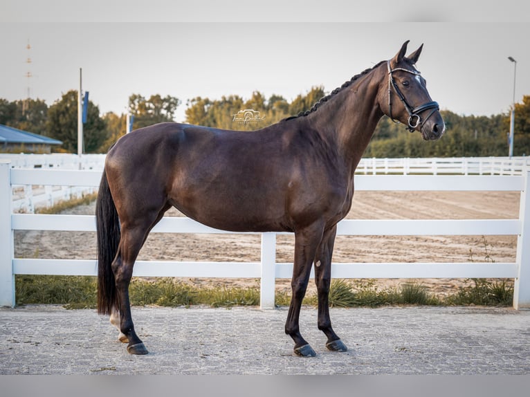 Koń oldenburski Klacz 4 lat 165 cm Kara in Unna