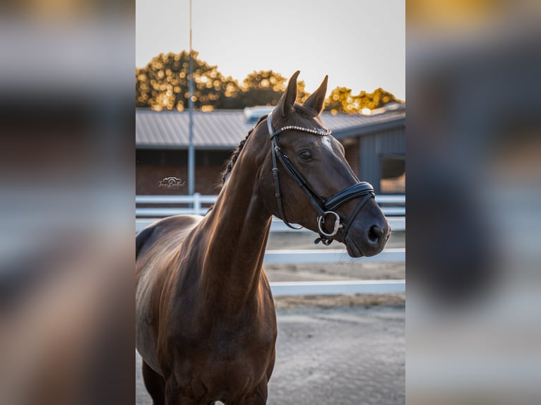 Koń oldenburski Klacz 4 lat 165 cm Kara in Unna