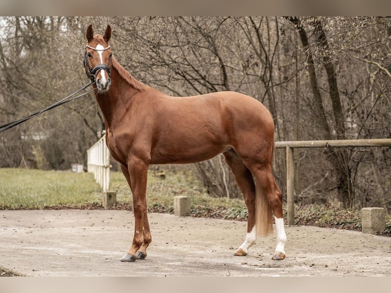 Koń oldenburski Klacz 4 lat 165 cm Kasztanowata in Bretten