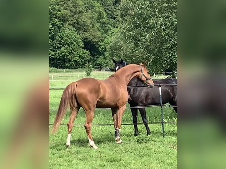 Koń oldenburski Klacz 4 lat 165 cm Kasztanowata in Homberg (Ohm)