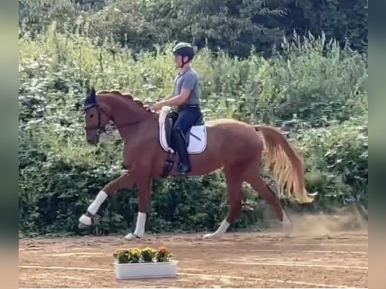 Koń oldenburski Klacz 4 lat 165 cm Kasztanowata in Homberg (Ohm)