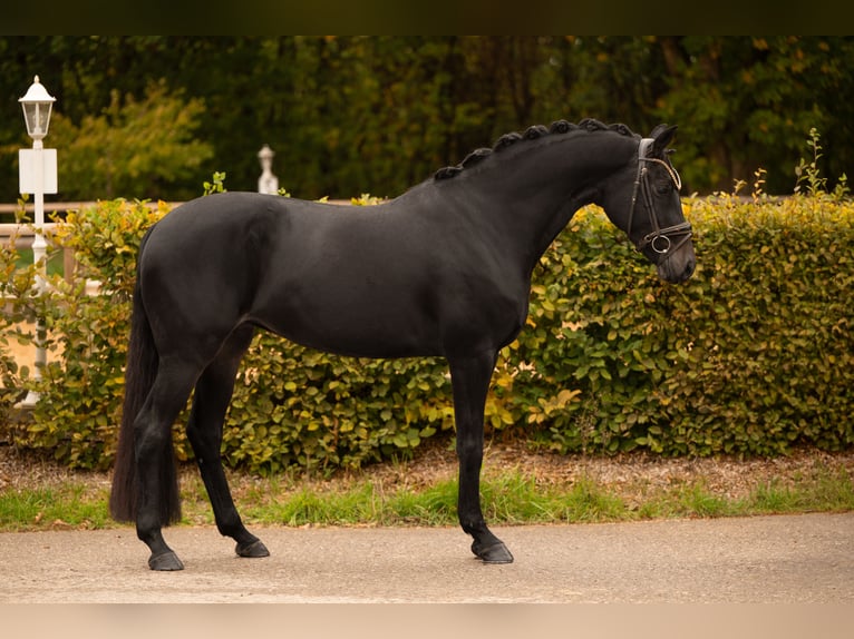 Koń oldenburski Klacz 4 lat 165 cm Skarogniada in Wehringen