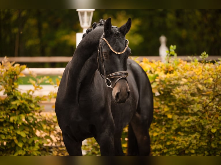 Koń oldenburski Klacz 4 lat 165 cm Skarogniada in Wehringen